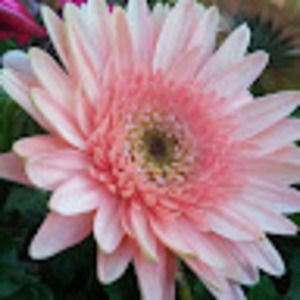 Meet your Posher, Taylor